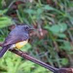 Candelita Pechinegra (Candelita)