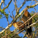 Chachalaca Cabecigrís (Chachalaca, Pavita)