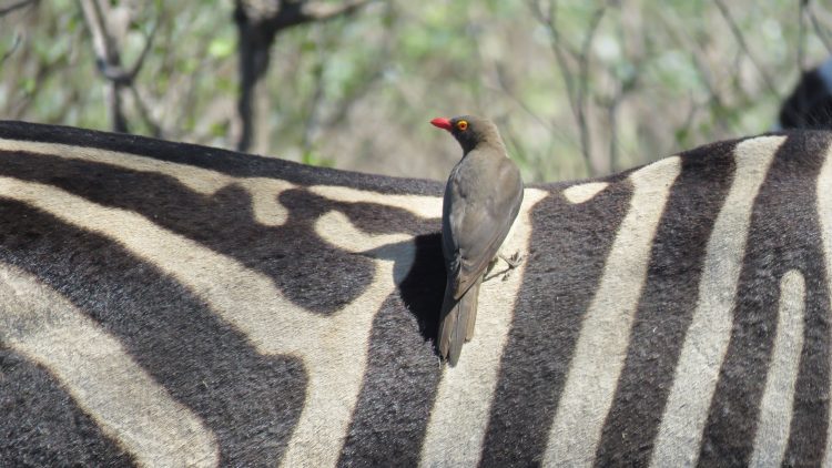 last zebra oxpeckersmall