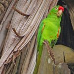 Perico Frentirrojo